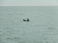 0675 Katamaran-Ausflug Walvis Bay - Delfine