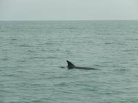 0676 Katamaran-Ausflug Walvis Bay - Delfine