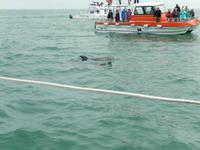 0677 Katamaran-Ausflug Walvis Bay - Delfine