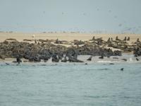 0682 Katamaran-Ausflug Walvis Bay - Robbenkolonie