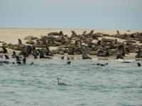 0683 Katamaran-Ausflug Walvis Bay - Robbenkolonie