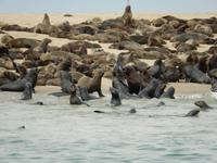 0684 Katamaran-Ausflug Walvis Bay - Robbenkolonie