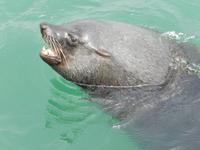 0687 Katamaran-Ausflug Walvis Bay - Robbenkolonie