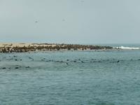 0689 Katamaran-Ausflug Walvis Bay - Robbenkolonie