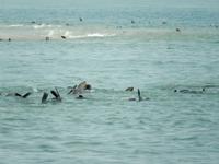 0690 Katamaran-Ausflug Walvis Bay - Robbenkolonie