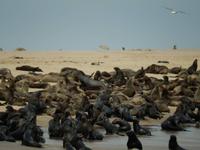 0691 Katamaran-Ausflug Walvis Bay - Robbenkolonie mit Schakal