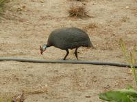 0704 in Swakopmund - Perlhuhn