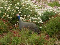 0705 in Swakopmund - Perlhuhn