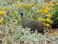 0706 in Swakopmund - Perlhuhn