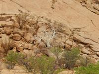 0750 weiße Bergkastanie im Damara-Land