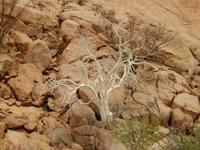 0751 weiße Bergkastanie im Damara-Land