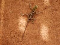 0765 Twyfelfontain - zweifelhafte Quelle