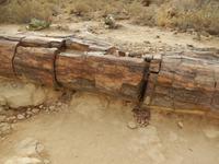 0774 im versteinerten Wald