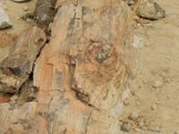 0775 im versteinerten Wald