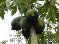 0786 Damara Mopane Lodge