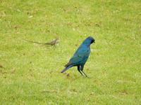 0810 Glanzstar mit Echse