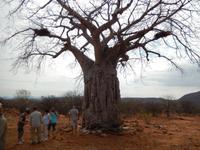 0824 Riesen-Affenbrotbaum im Himba-Land