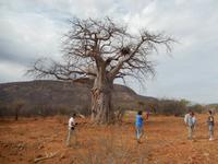 0825 Riesen-Affenbrotbaum im Himba-Land