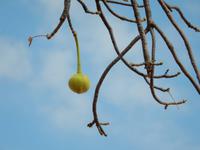 0826 Riesen-Affenbrotbaum im Himba-Land