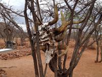 0872 Himba-Friedhof