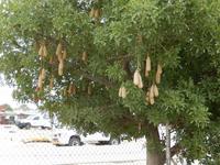 0884 Leberwurstbeum im Ovamboland