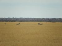 0890 Etosha-Nationalpark - Zebras