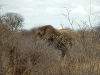 0891 Etosha-Nationalpark - Elefant