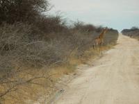 0893 Etosha-Nationalpark - Giraffe