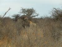 0894 Etosha-Nationalpark - Giraffe