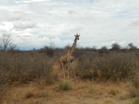 0895 Etosha-Nationalpark - Giraffe