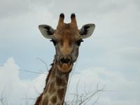 0896 Etosha-Nationalpark - Giraffe