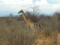 0897 Etosha-Nationalpark - Giraffe