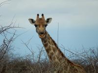 0898 Etosha-Nationalpark - Giraffe