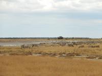0899 Etosha-Nationalpark - Zebras