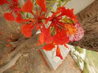 0901 Etosha-Nationalpark