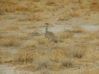 0903 Etosha-Nationalpark - Riesentrappe