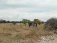 0904 Etosha-Nationalpark - Elefant