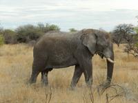 0905 Etosha-Nationalpark - Elefant
