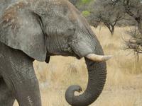 0907 Etosha-Nationalpark - Elefant