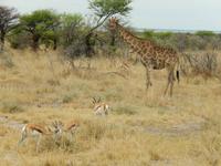0909 Etosha-Nationalpark - Giraffe und Springböcke