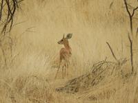 0910 Etosha-Nationalpark - Steinböckchen