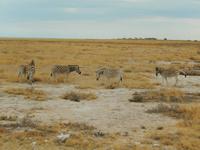 0912 Etosha-Nationalpark - Steppenzabras