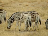 0913 Etosha-Nationalpark - Steppenzabras