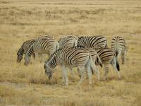 0914 Etosha-Nationalpark - Steppenzabras