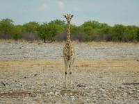 0915 Etosha-Nationalpark - Giraffe