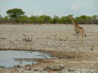0916 Etosha-Nationalpark - Giraffe am Wasserloch