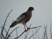 0917 Etosha-Nationalpark - Weißbürzel Singhabicht