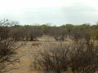 0927 Etosha-Nationalpark - Löwin