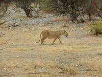 0928 Etosha-Nationalpark - Löwin