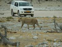 0929 Etosha-Nationalpark - Löwin